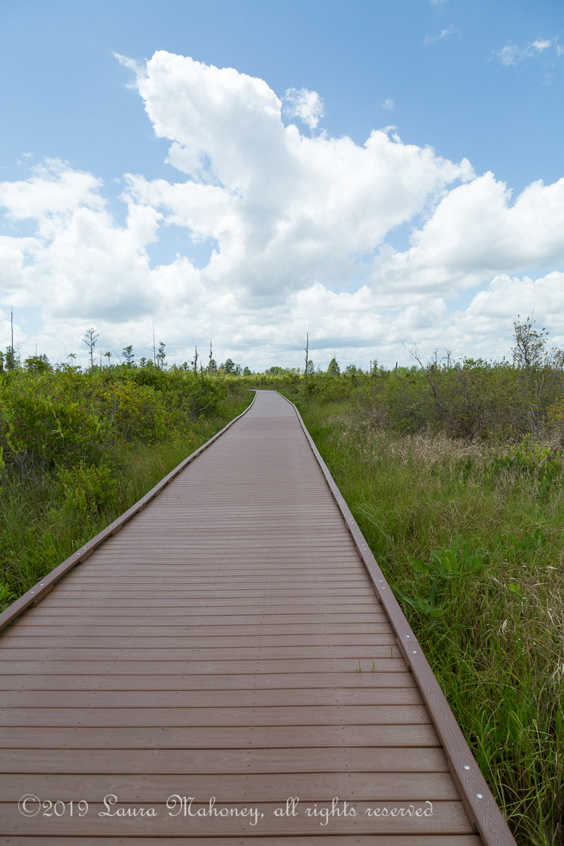 Okefenokee NWR-1919