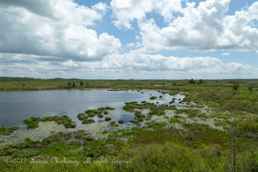 Okefenokee NWR-1929