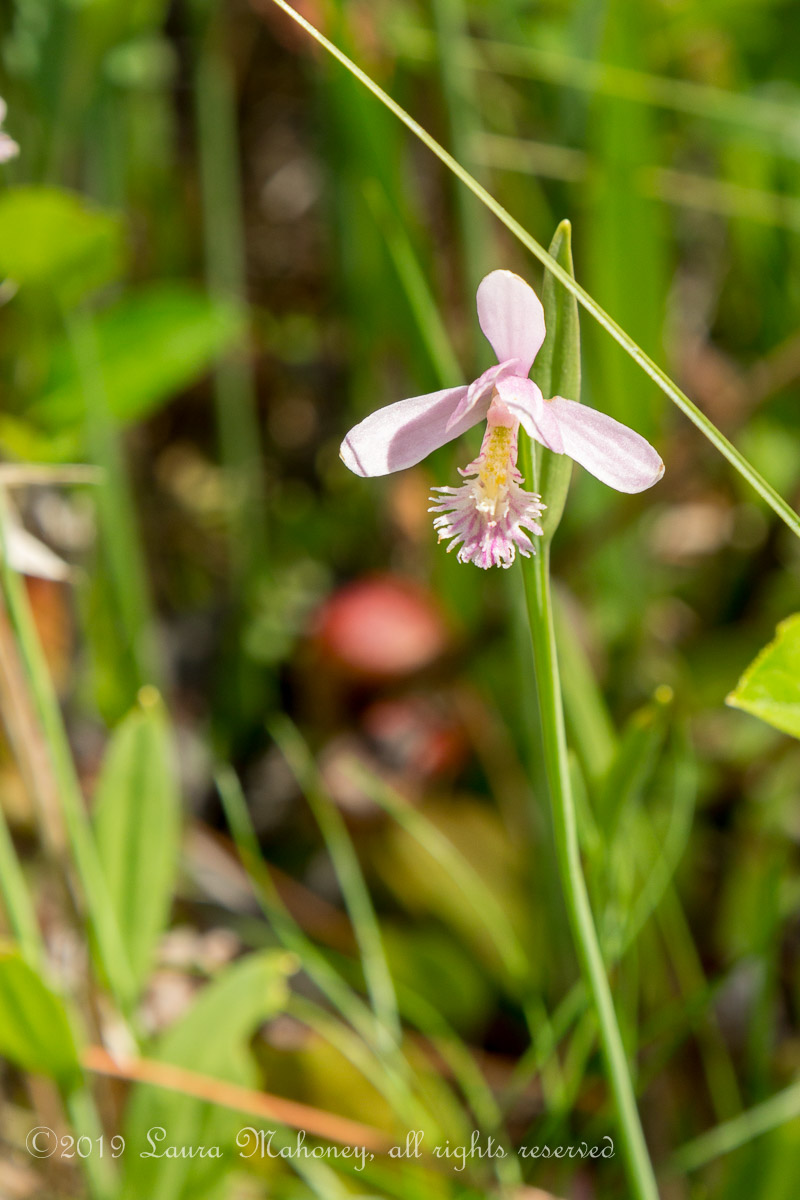 Okefenokee NWR-1944