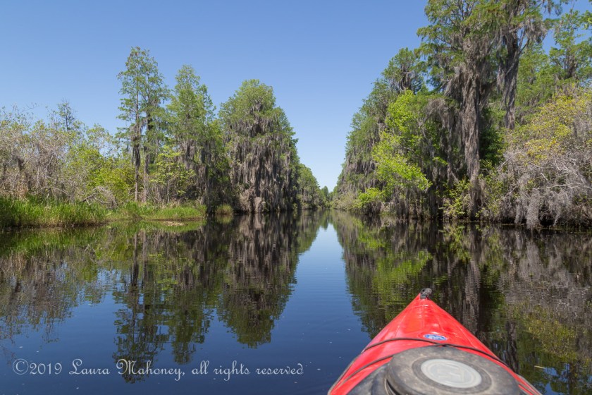 Okefenokee NWR-1964