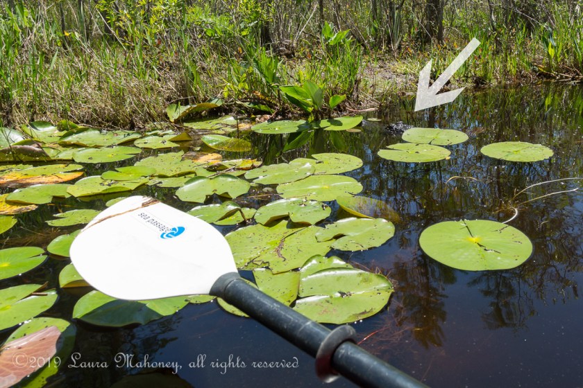 Okefenokee NWR-1986-Edit