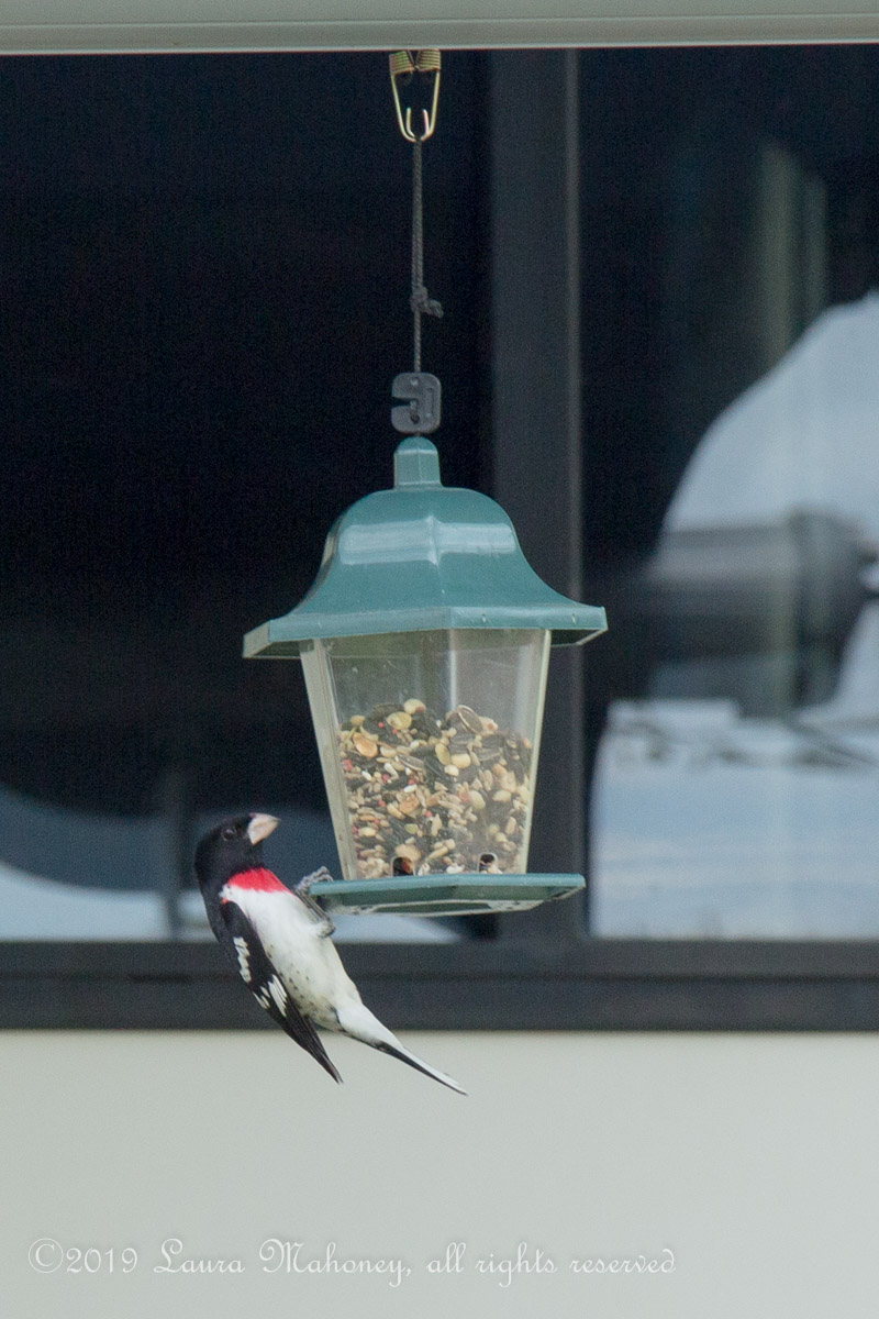 Birds at feeders-2136