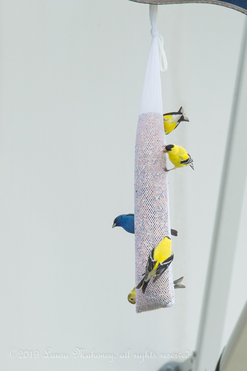 Birds at feeders-2158