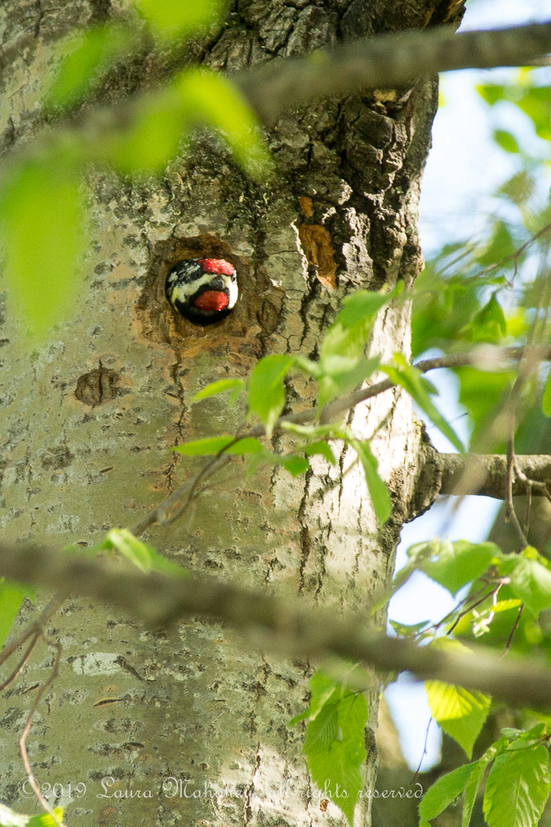 Red naped sapsucker-2222