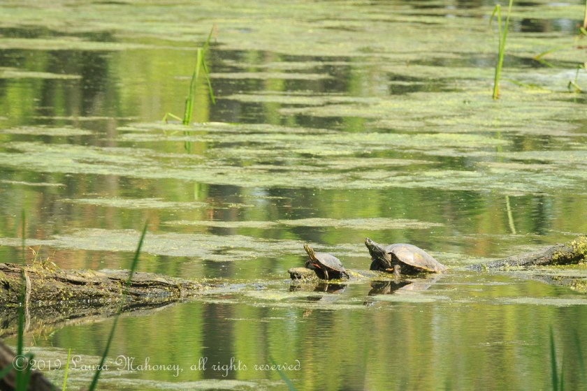 Trempealeau NWR-2515