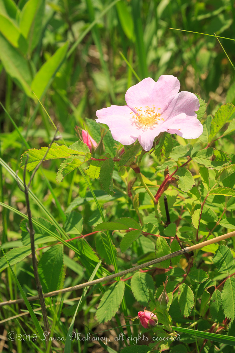 Trempealeau NWR-2520