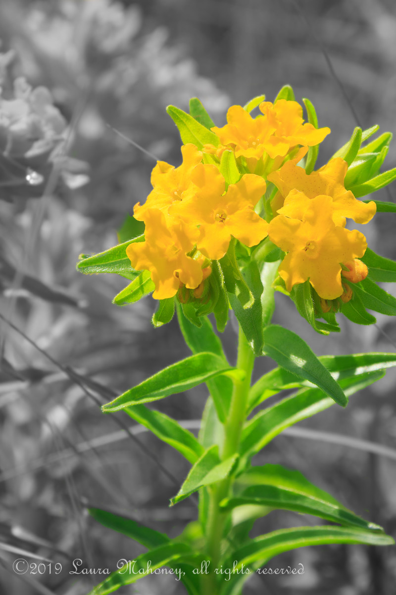 Trempealeau NWR-2522