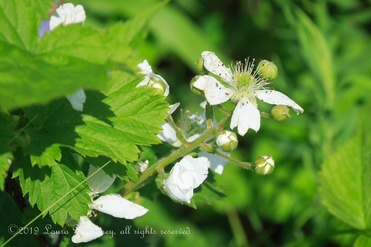 Trempealeau NWR-2525