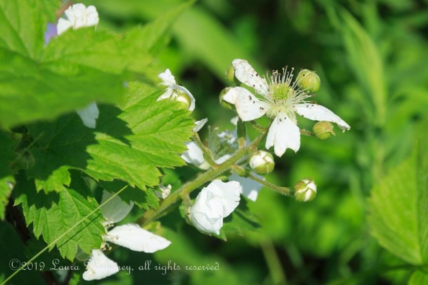 Trempealeau NWR-2525