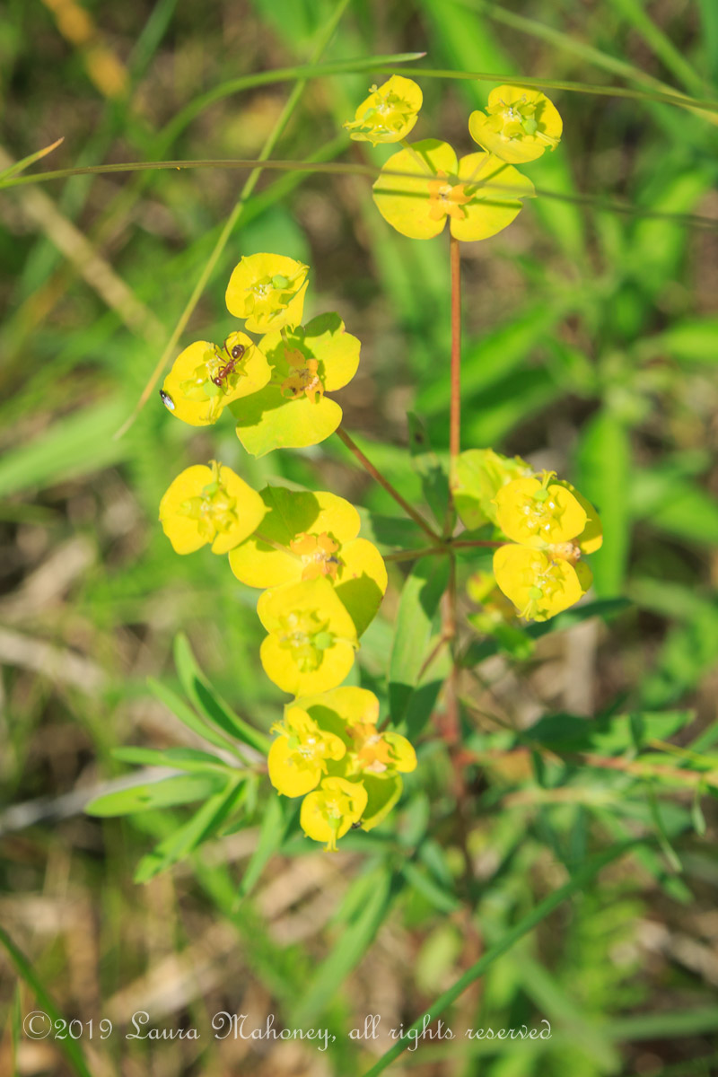 Trempealeau NWR-2526
