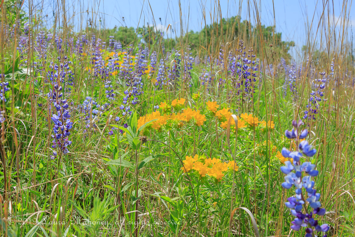 Trempealeau NWR-2530