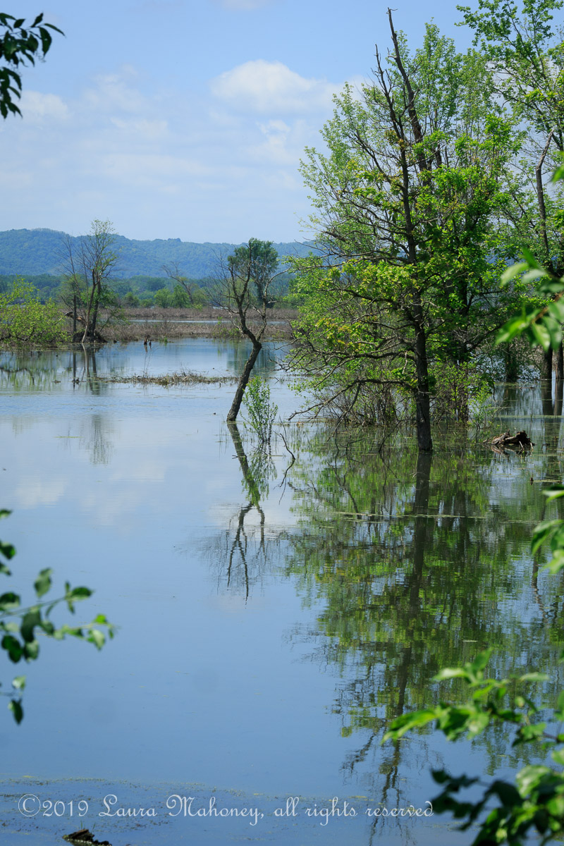 Trempealeau NWR-2533
