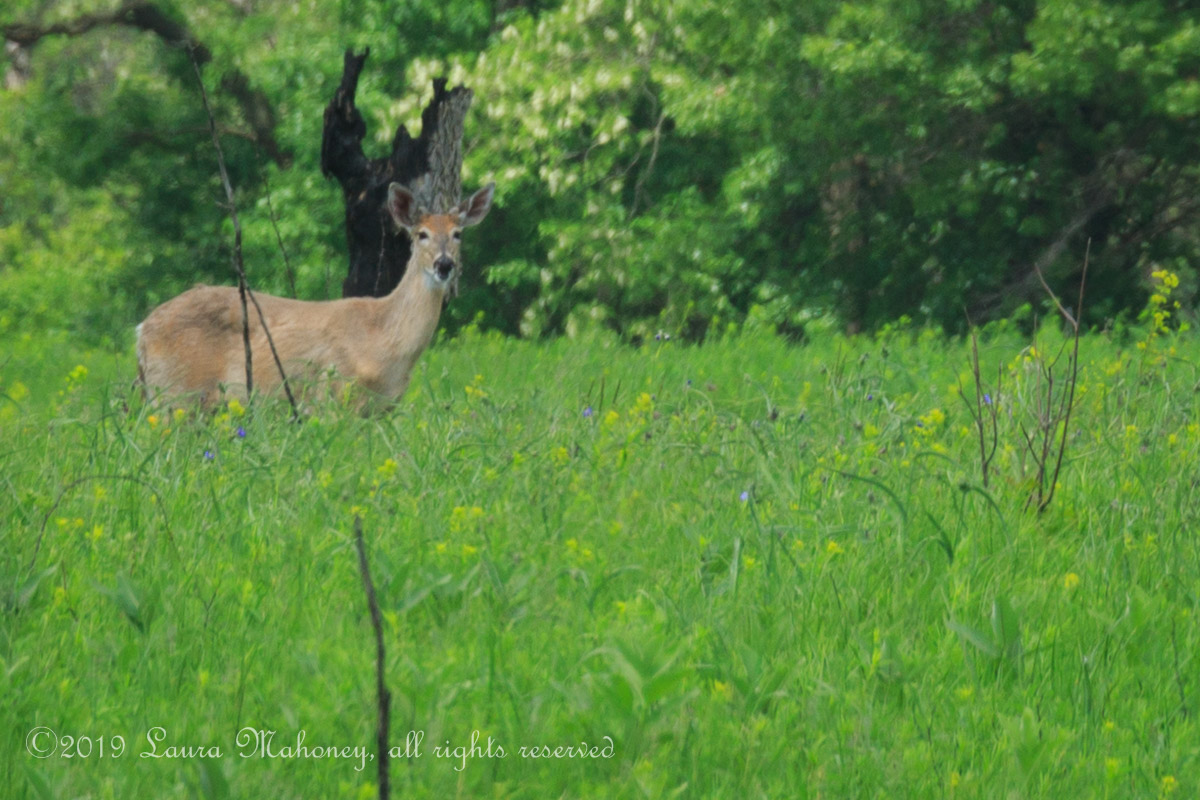 Trempealeau NWR-2538