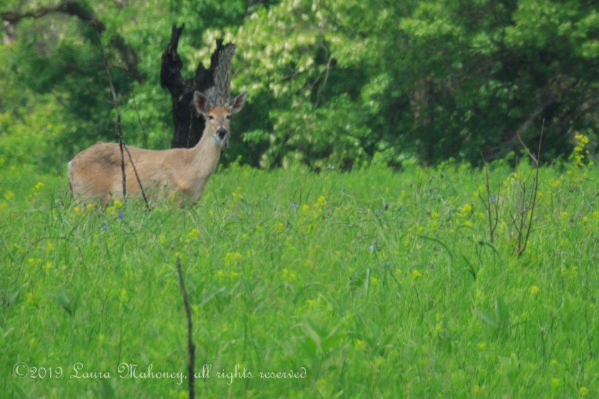 Trempealeau NWR-2538