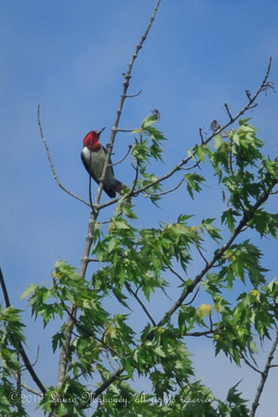 Trempealeau NWR-2550