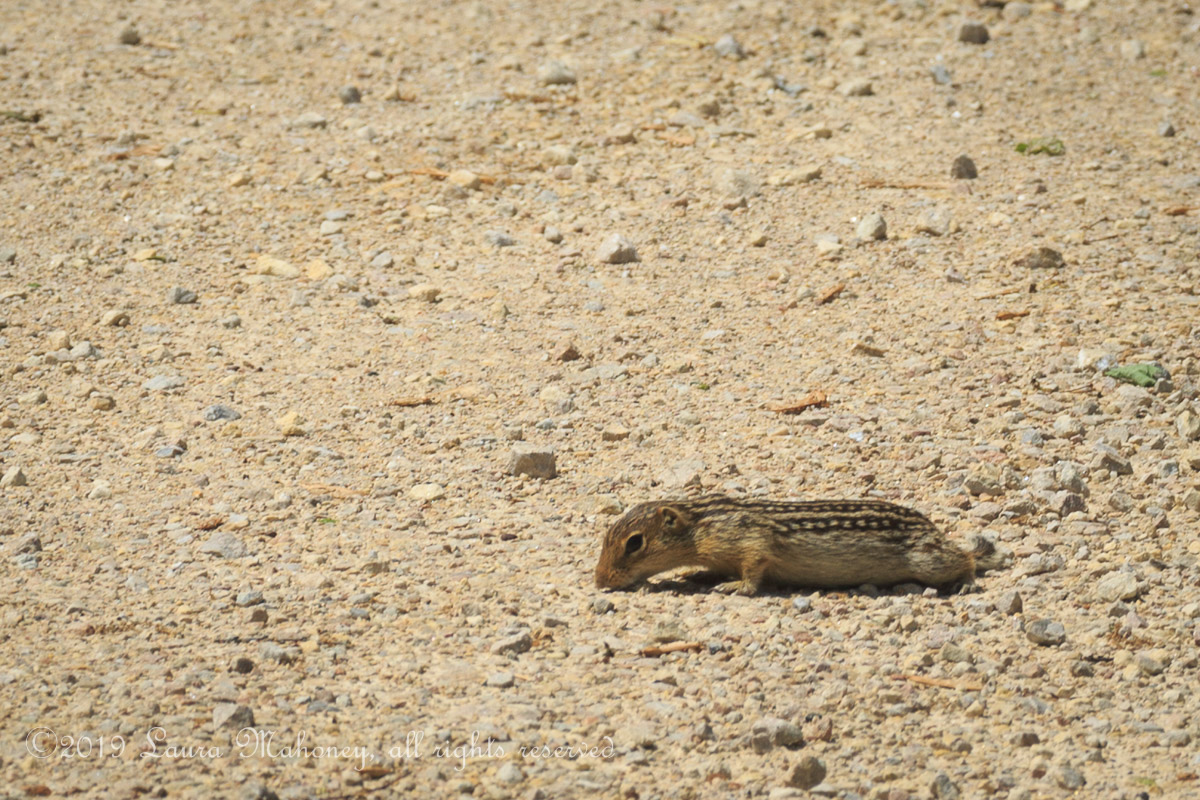 Trempealeau NWR-2551