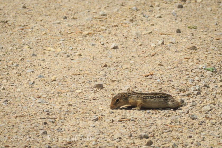 Trempealeau NWR-2551