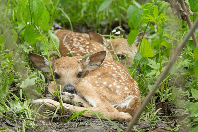 Twin Fawns-2180