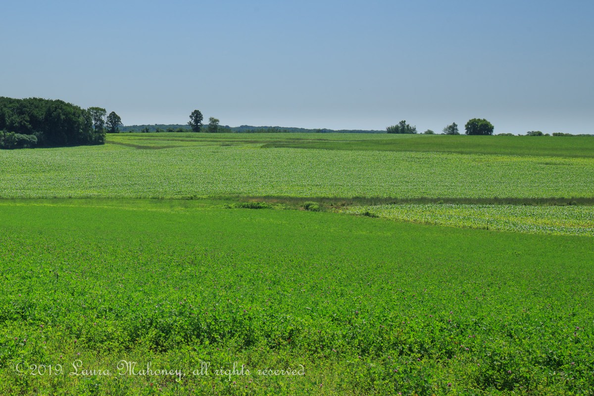 For The Love of&nbsp;Green