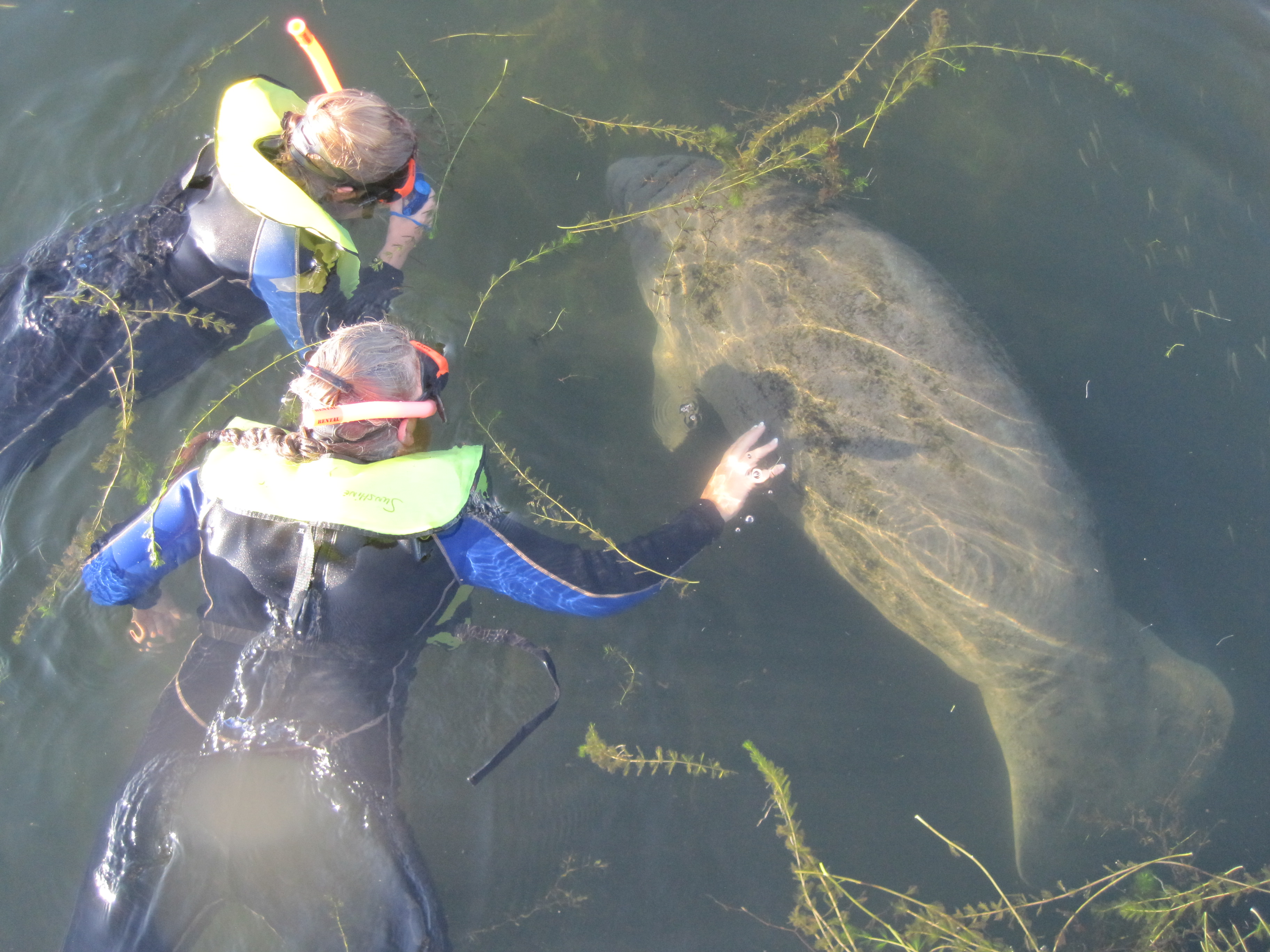 2011Aug Manatee Swim-2000
