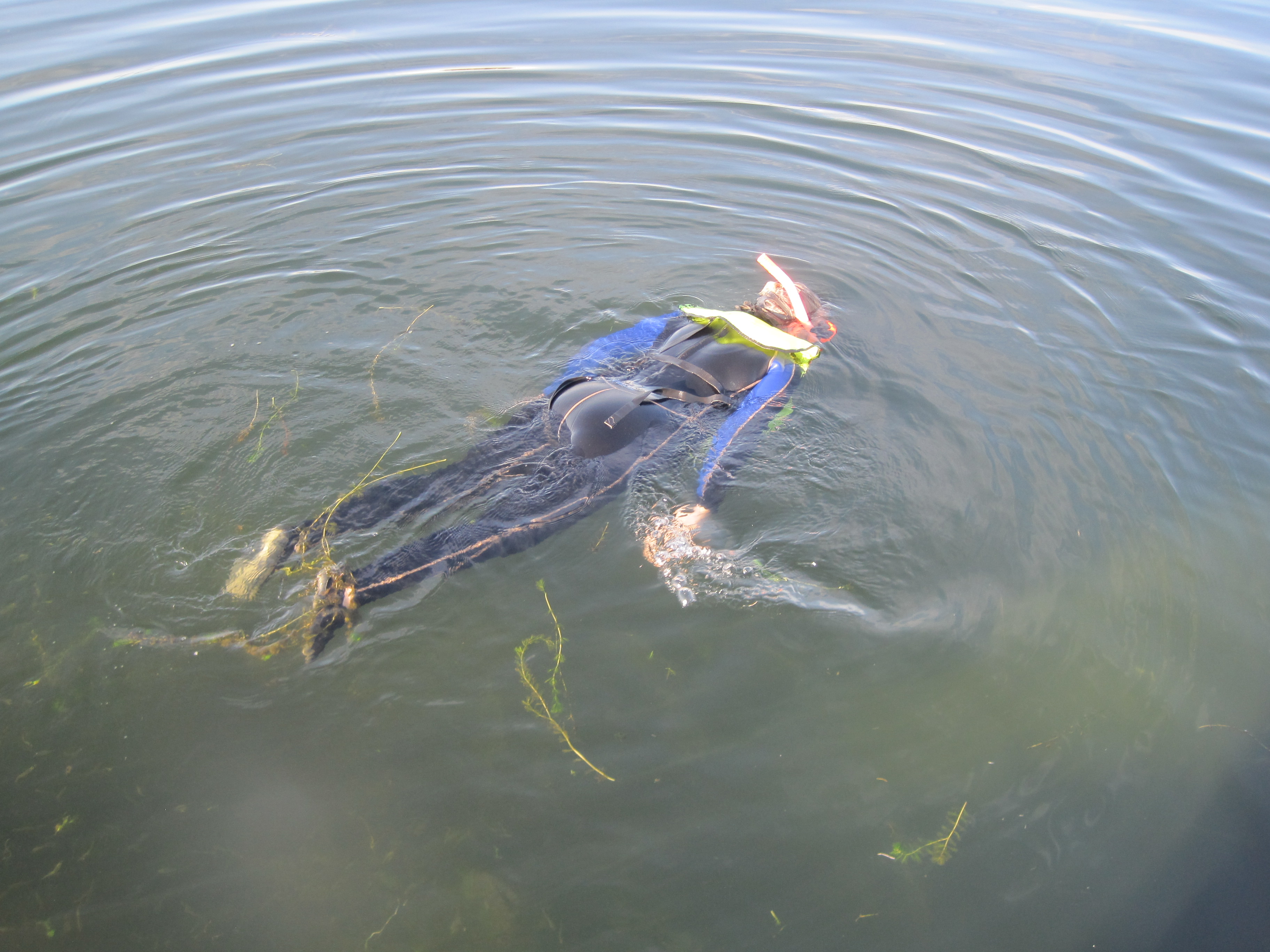 2011Aug Manatee Swim-2002