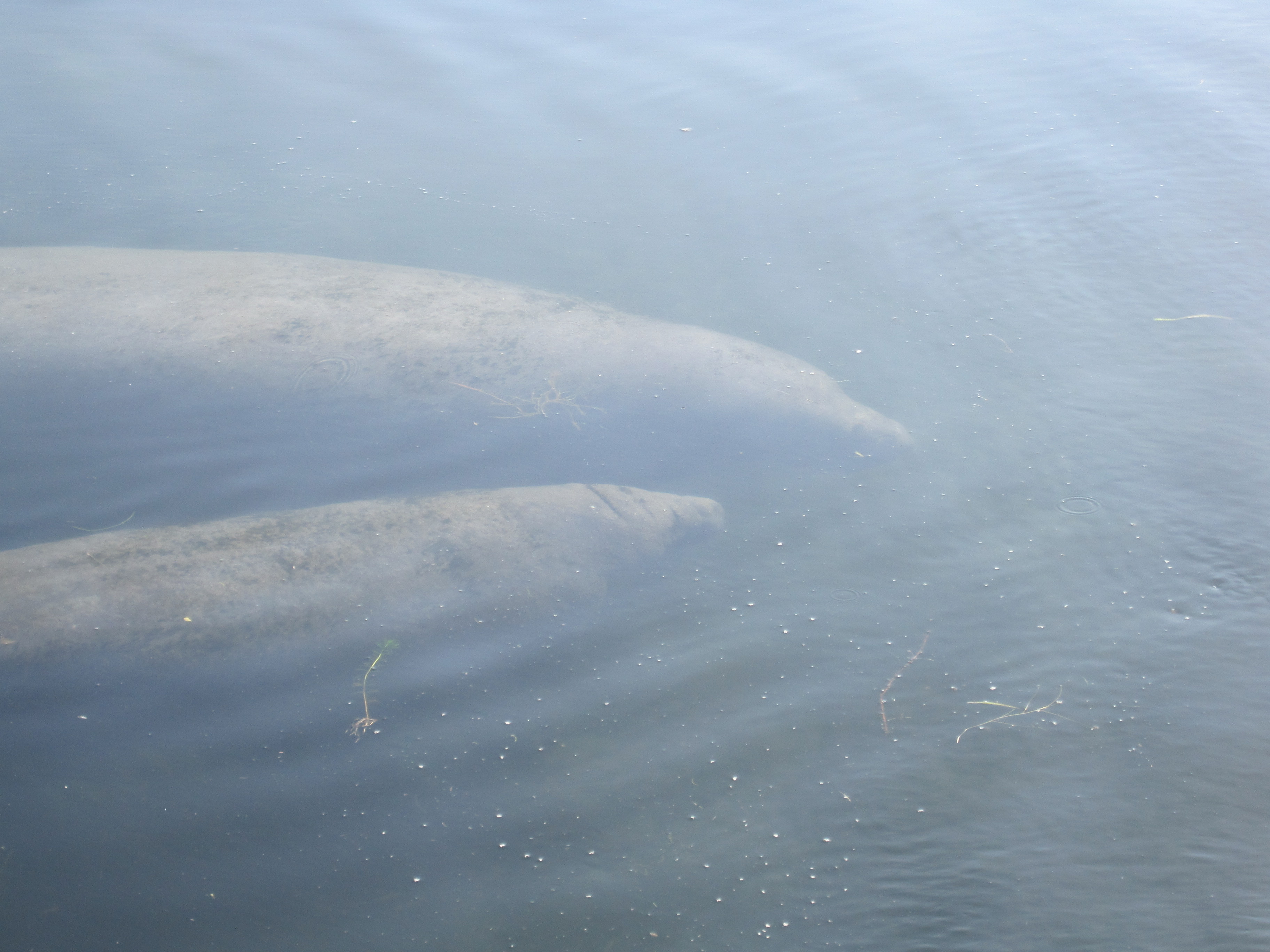 2011Aug Manatee Swim-2029