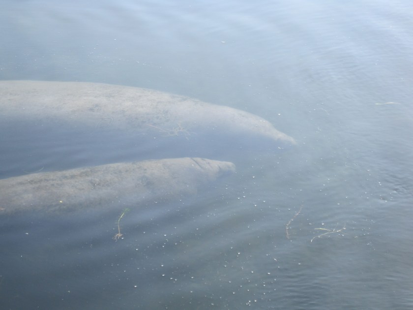 2011Aug Manatee Swim-2029