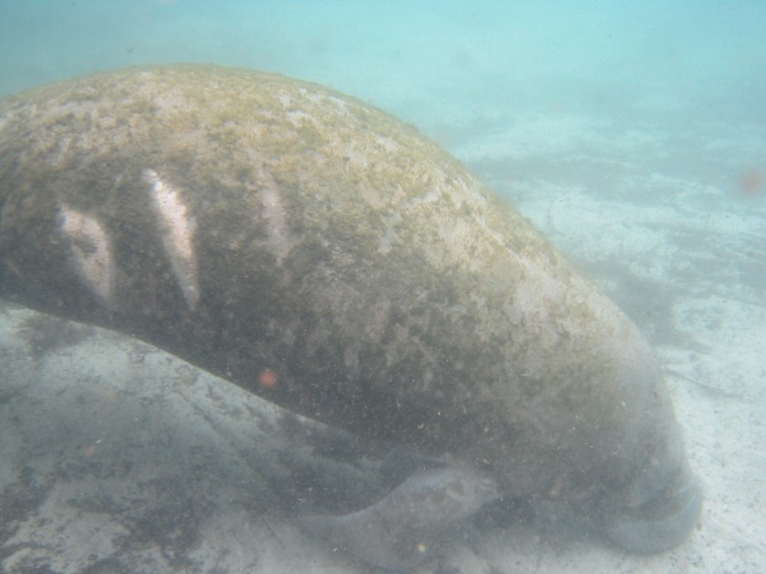 Manatees 3 Sisters Spring--29