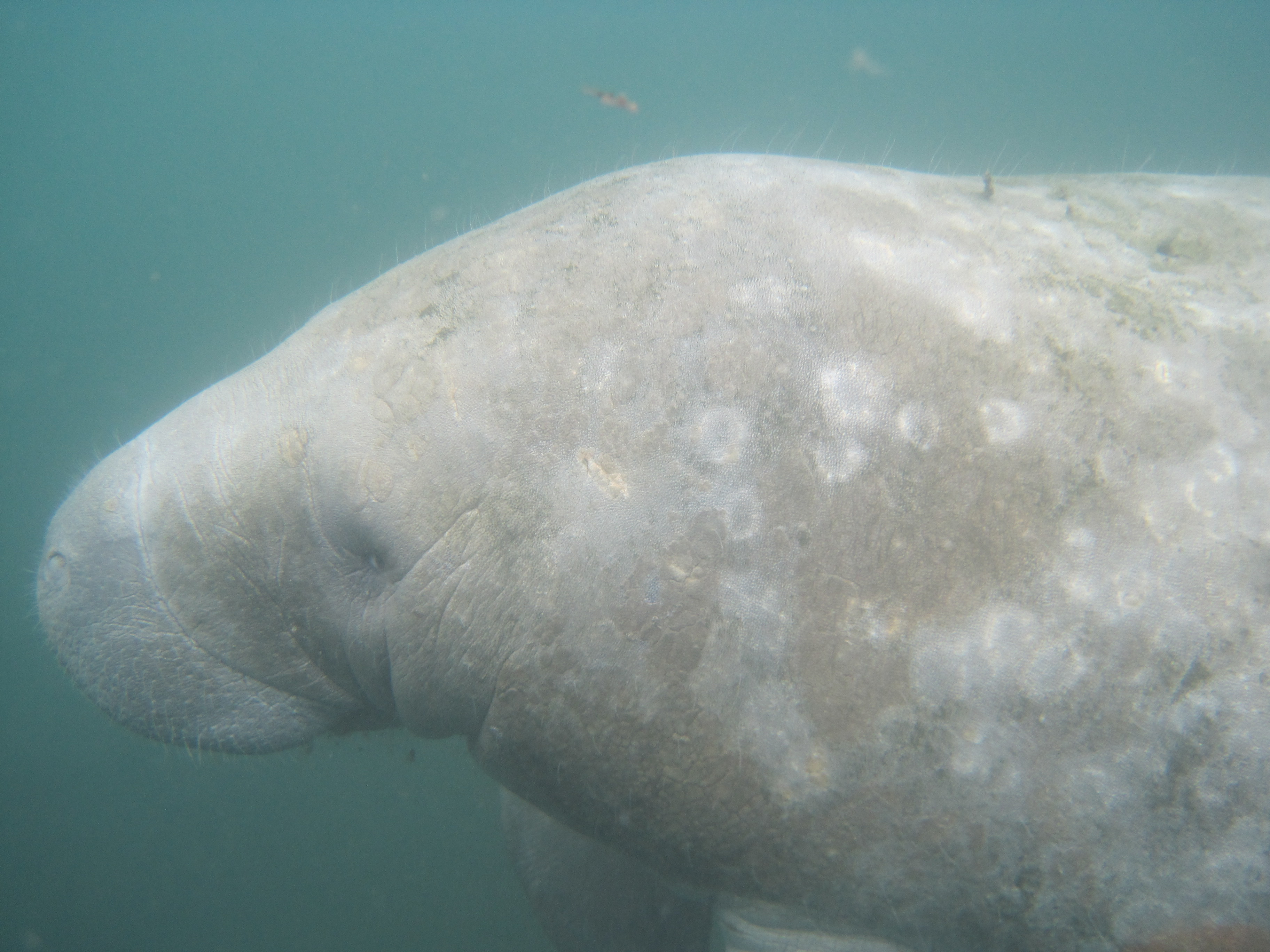 Manatees 3 Sisters Spring--3