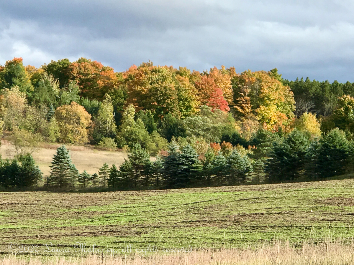 Fall In Michigan