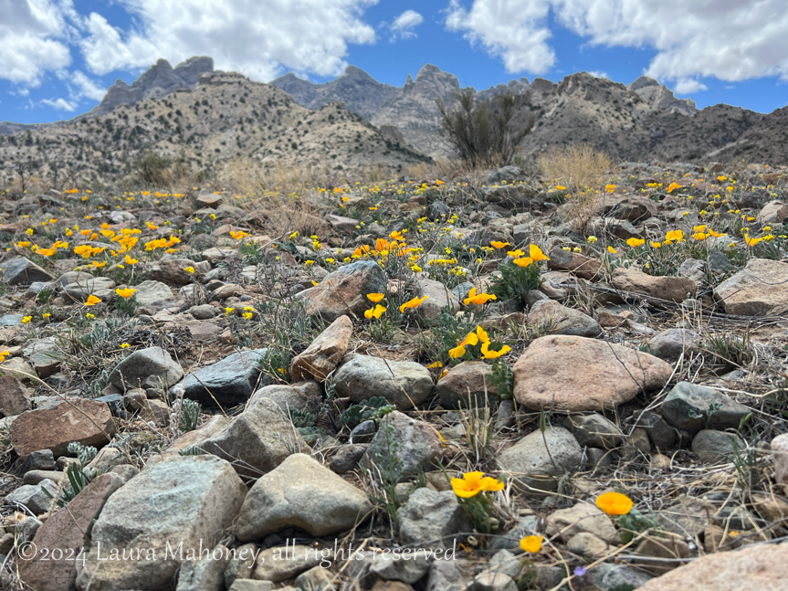 The Florida Mountains